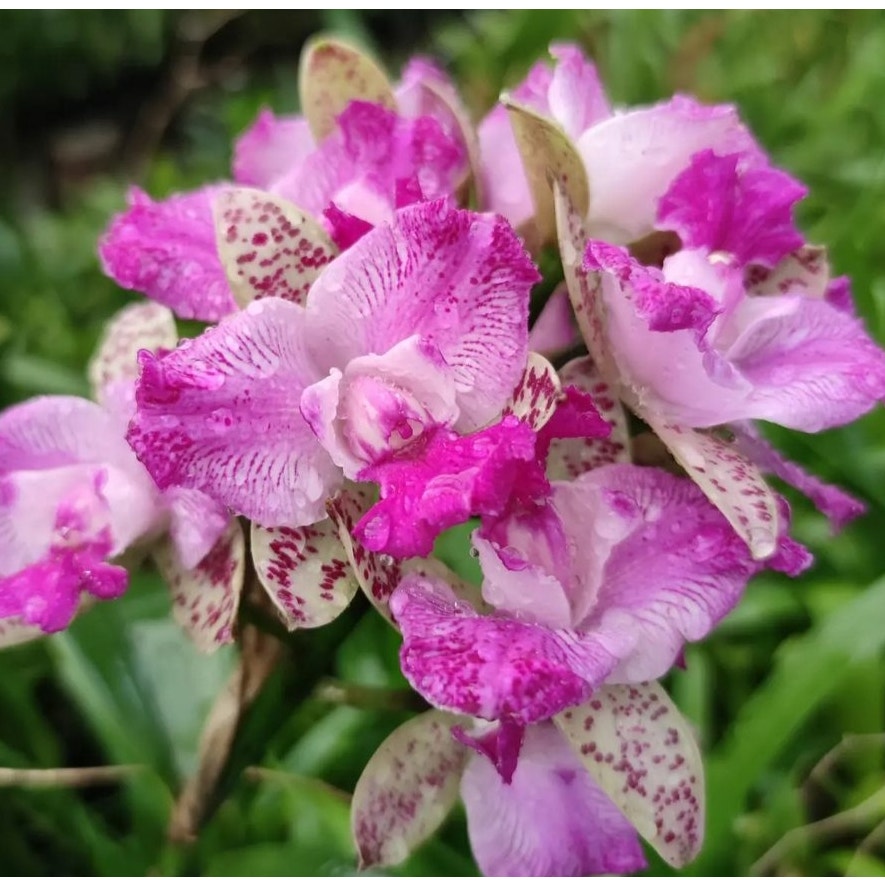 Cattleya Cattleya Yuan Dung Sweet 'Dragon Fruit'  Rare collector orchid blooming size