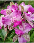 Cattleya Cattleya Yuan Dung Sweet 'Dragon Fruit'  Rare collector orchid blooming size