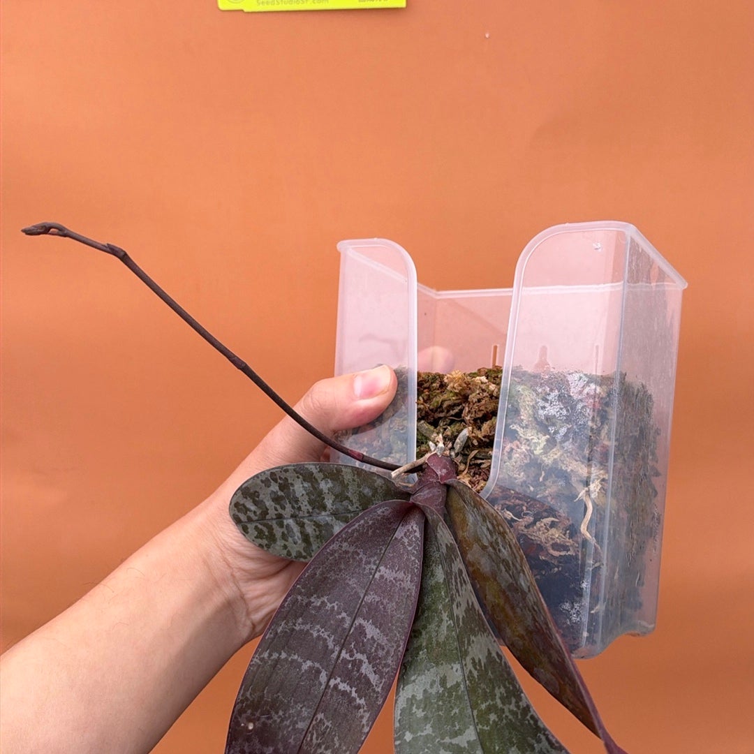 Phalaenopsis schilleriana in Spike — Includes Hanging Pot | Value Pack Rare collector orchid blooming size