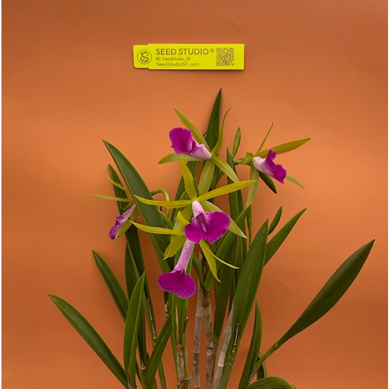 Bc. Gulfshore Beauty 'Torino' BM/JOGA Rare collector orchid blooming size