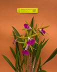 Bc. Gulfshore Beauty 'Torino' BM/JOGA Rare collector orchid blooming size