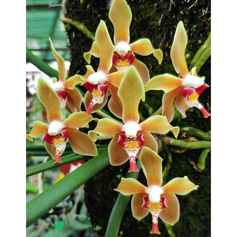 Paraphalaenopsis denevei Orchid - Blooming Size