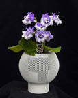 Streptocarpus [DS-Light Smoke] | Year-Round Blooms |  African Violet-Like SEED STUDIO®