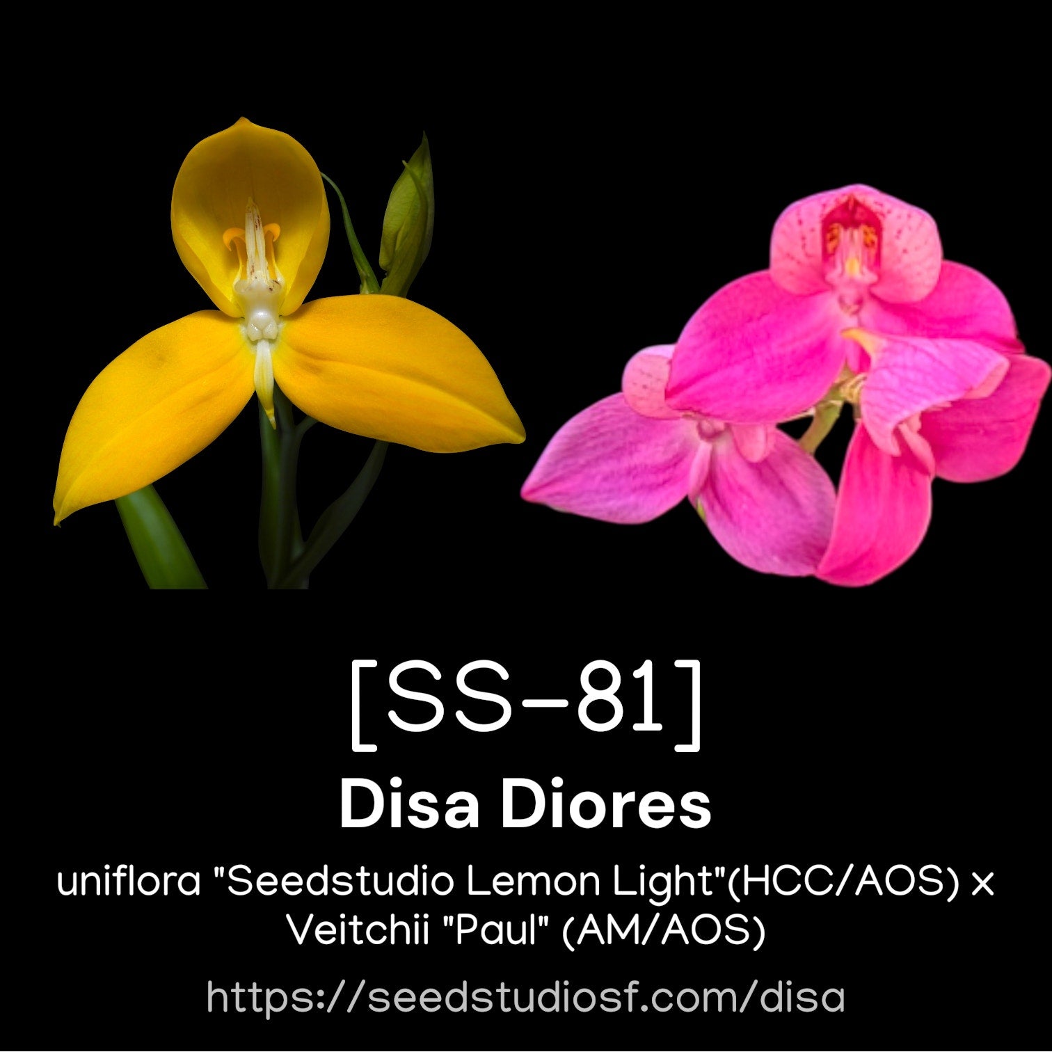 [SS-81] Disa Diores Seedling — Rare Collector Orchid | Seed Studio® Breeding Line