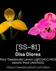 [SS-81] Disa Diores Seedling — Rare Collector Orchid | Seed Studio® Breeding Line