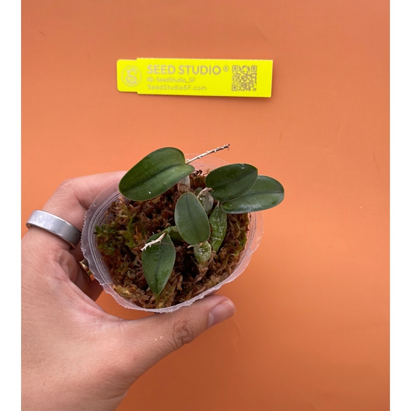 Caltleya cernua Rare collector orchid blooming size