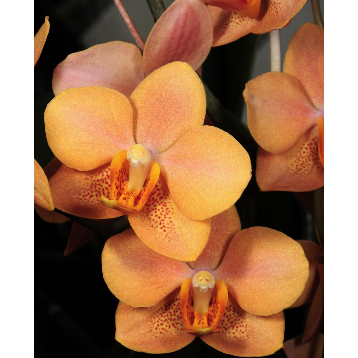 Vandaenopsis Irene Dobkin Rare collector orchid blooming size