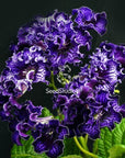 Streptocarpus [Gravity] | Year-Round Blooms |  African Violet-Like SEED STUDIO®