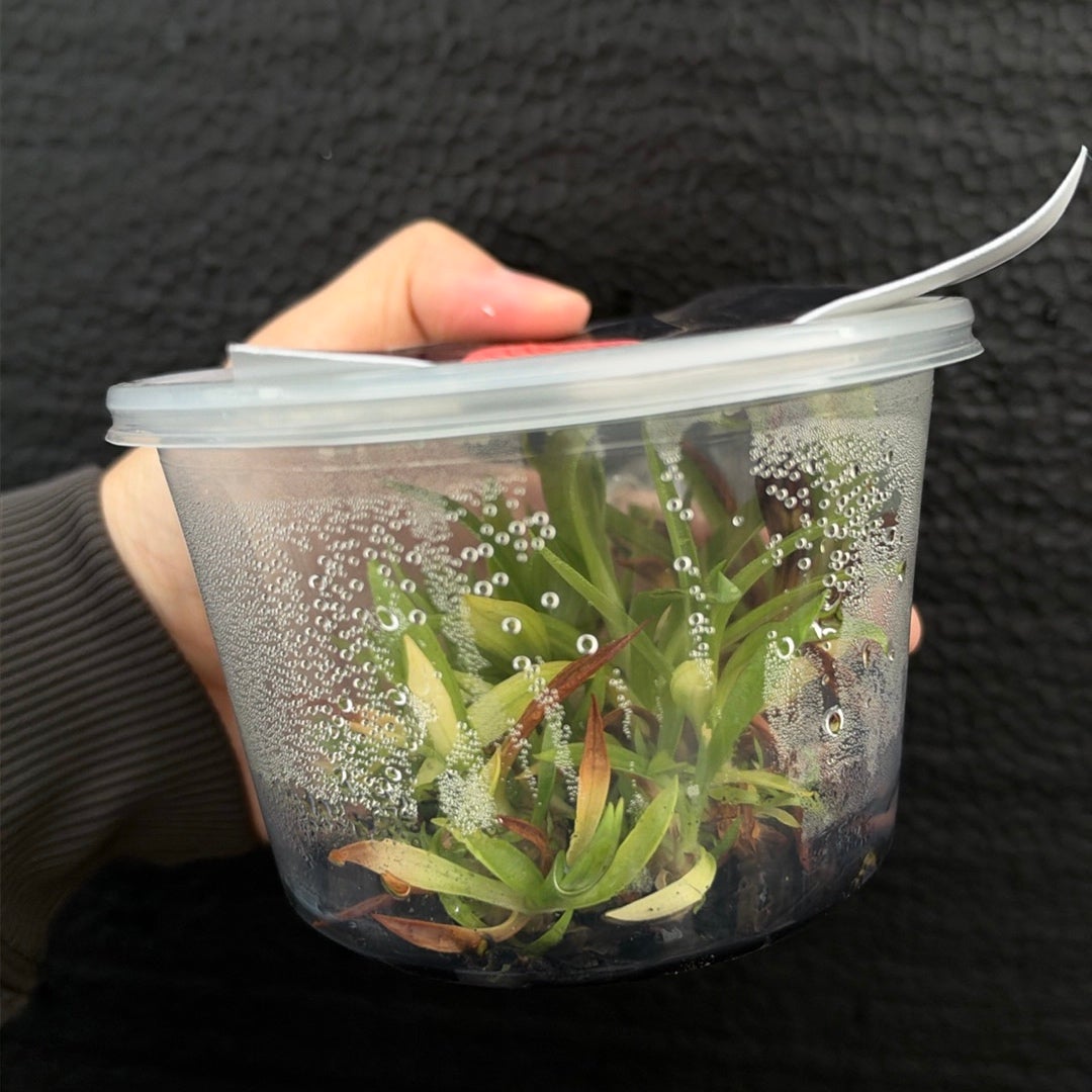 [SS-D46] Disa Lillian Rose Thor (HCC/AOS) SELF Flask by Seed Studio®