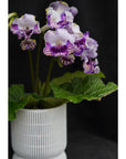 Streptocarpus [BAT-Bird] | Year-Round Blooms |  African Violet-Like SEED STUDIO®