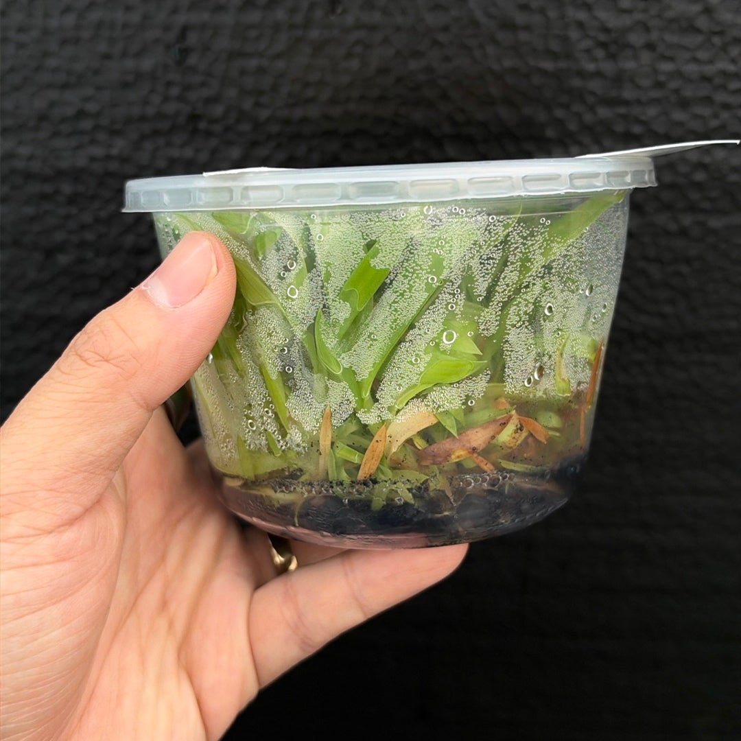 [SS-74] Disa uniflora "Eugene" x Disg uniflora "Seed Studio Lemon Light" (HCC/AOS) Flask by Seed Studio®