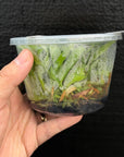 [SS-74] Disa uniflora "Eugene" x Disg uniflora "Seed Studio Lemon Light" (HCC/AOS) Flask by Seed Studio®