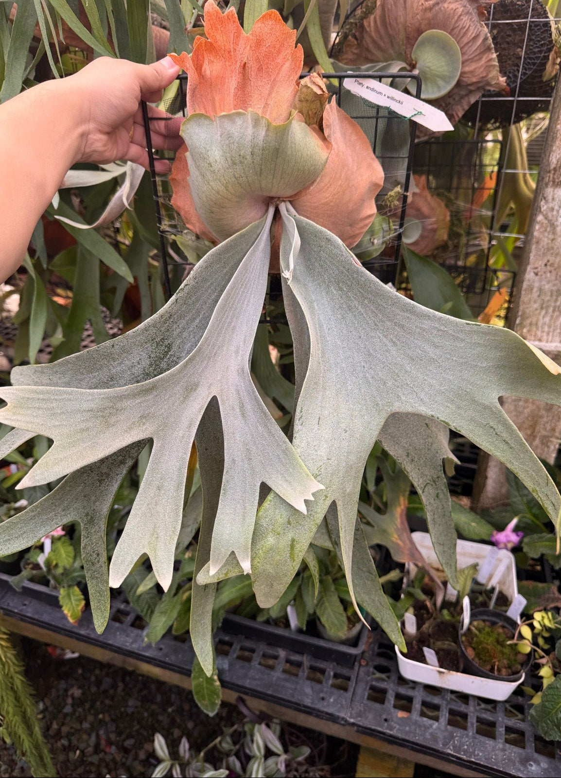 Platycerium Collections | Staghorn Ferns| US Seller – SEED STUDIO