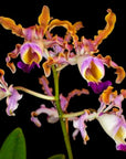 Schomburgkia thomsoniana - Majestic Orchid with Spectacular Blooms