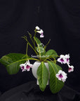 Streptocarpus [SK-2007] | Year-Round Blooms |  African Violet-Like SEED STUDIO®