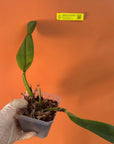 Rlc. Exotic Circle of Life Rare collector orchid blooming size
