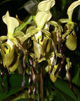 Paphiopedilum parishii Rare collector orchid blooming size