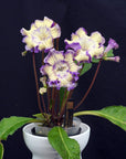 Streptocarpus [DS-2172 | DS-Ultra] | Year-Round Blooms |  African Violet-Like SEED STUDIO®