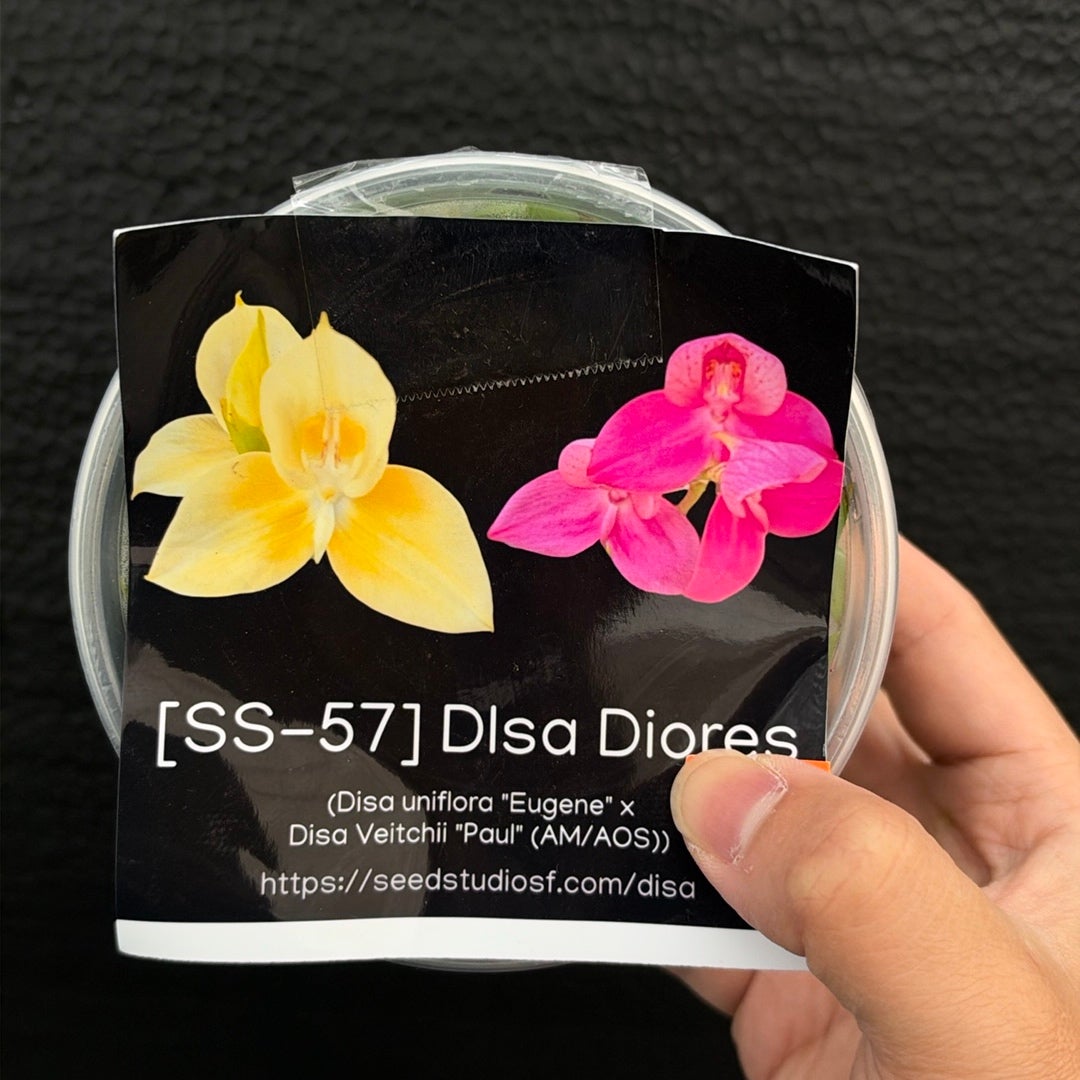 [SS-57] Disa Diores Flask by Seed Studio®