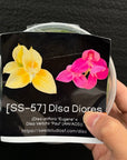 [SS-57] Disa Diores Flask by Seed Studio®