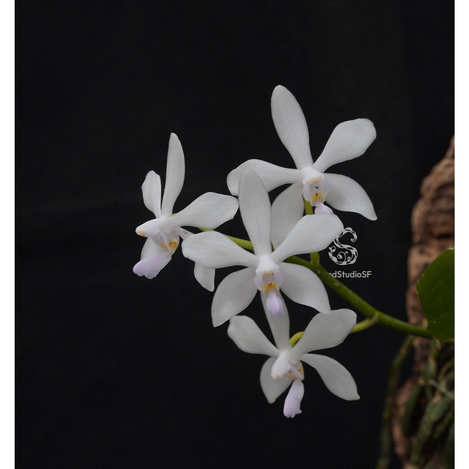 Phalaenopsis wilsonii var. albescens self
