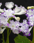 Streptocarpus [DS-2403 |DS-Brave Hussar] | Year-Round Blooms |  African Violet-Like SEED STUDIO®